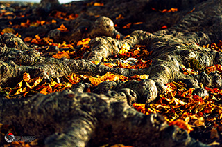 Immagine Photo Contest 2025