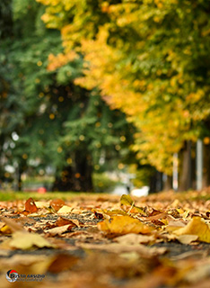 Immagine Photo Contest 2025