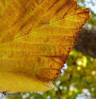 Immagine Photo Contest 2025