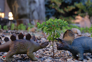 Immagine Photo Contest 2025